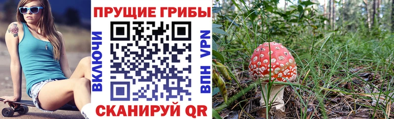 Купить где  Артёмовский  Галлюциногенные грибы Psilocybine cubensis 